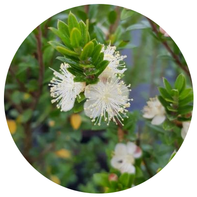 agrumes rustiques à cultiver