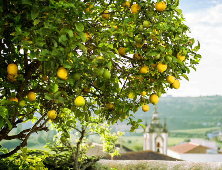 Le Citronnier Cédrat : l’agrume ancestral.