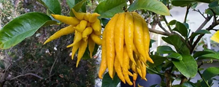 Le Citronnier Main de Bouddha : 