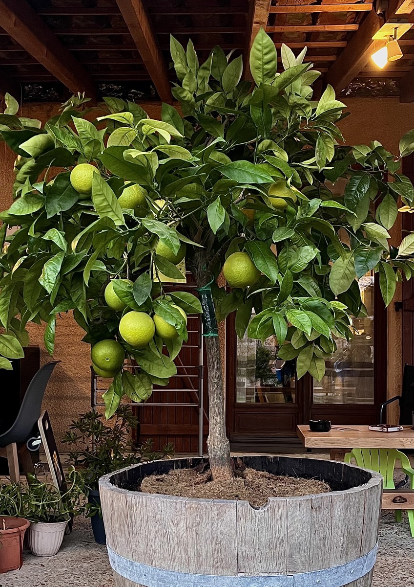 Comment cultiver les agrumes rustiques en pots