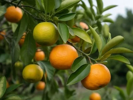 Yuzu en développement sur un jeune arbre