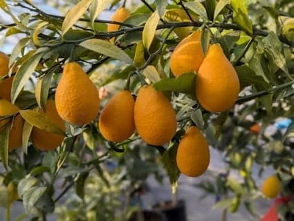 Citrangequat Thomasville