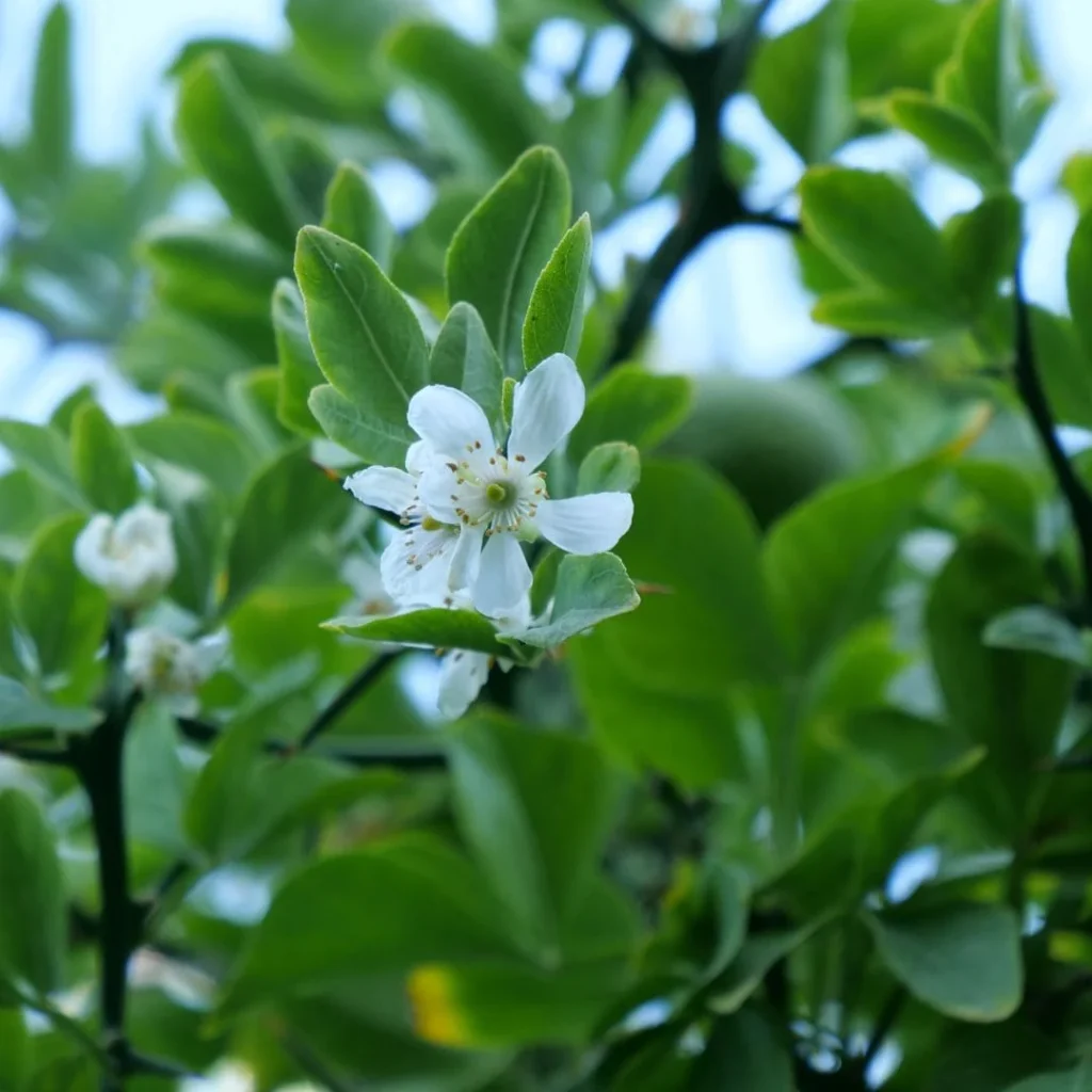 agrumes les plus résistants au froid