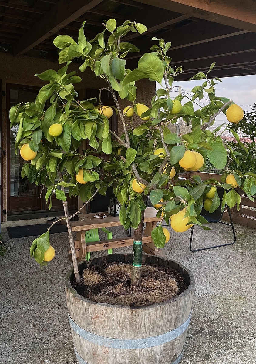 Comment cultiver les agrumes rustiques en pots