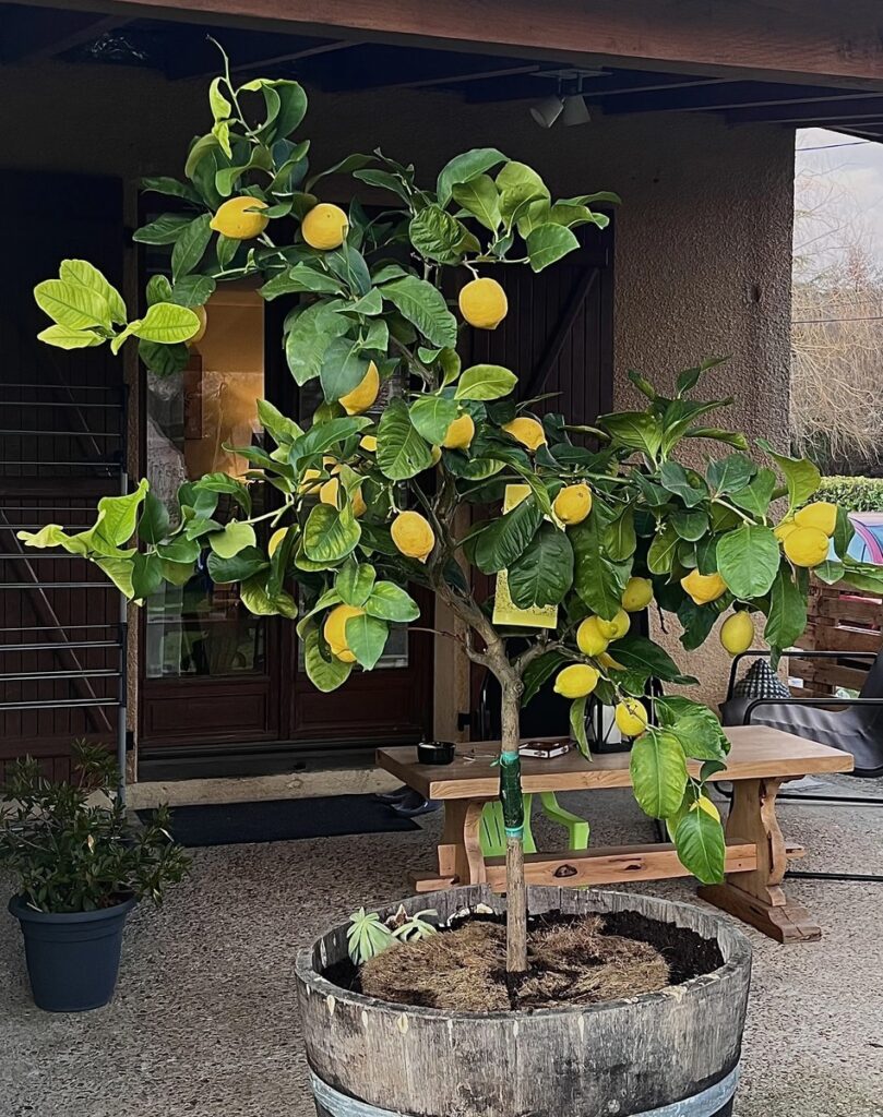 Comment cultiver les agrumes rustiques en pots