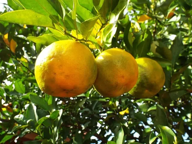 Mandarinier Satsuma