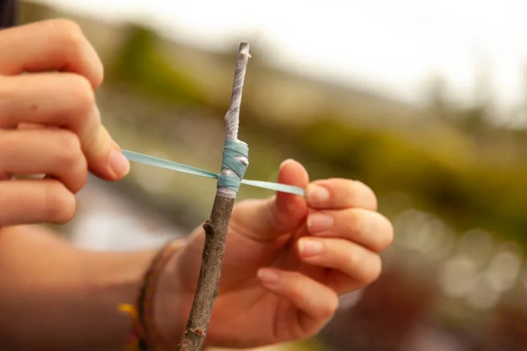 Le porte‑greffe Citradia 139