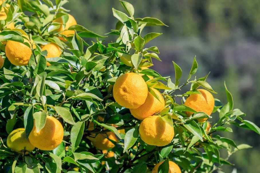 Top 10 des agrumes résistants au froid à cultiver en France