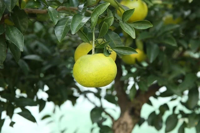 Top 10 des agrumes résistants au froid à cultiver en France 