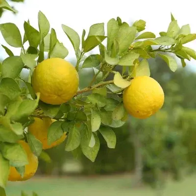 Le porte-greffe Citrumelo 4475