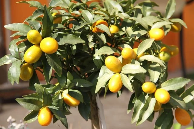 Le kumquat