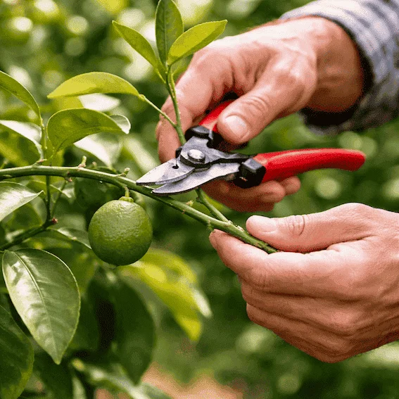 Taille de formation des agrumes 