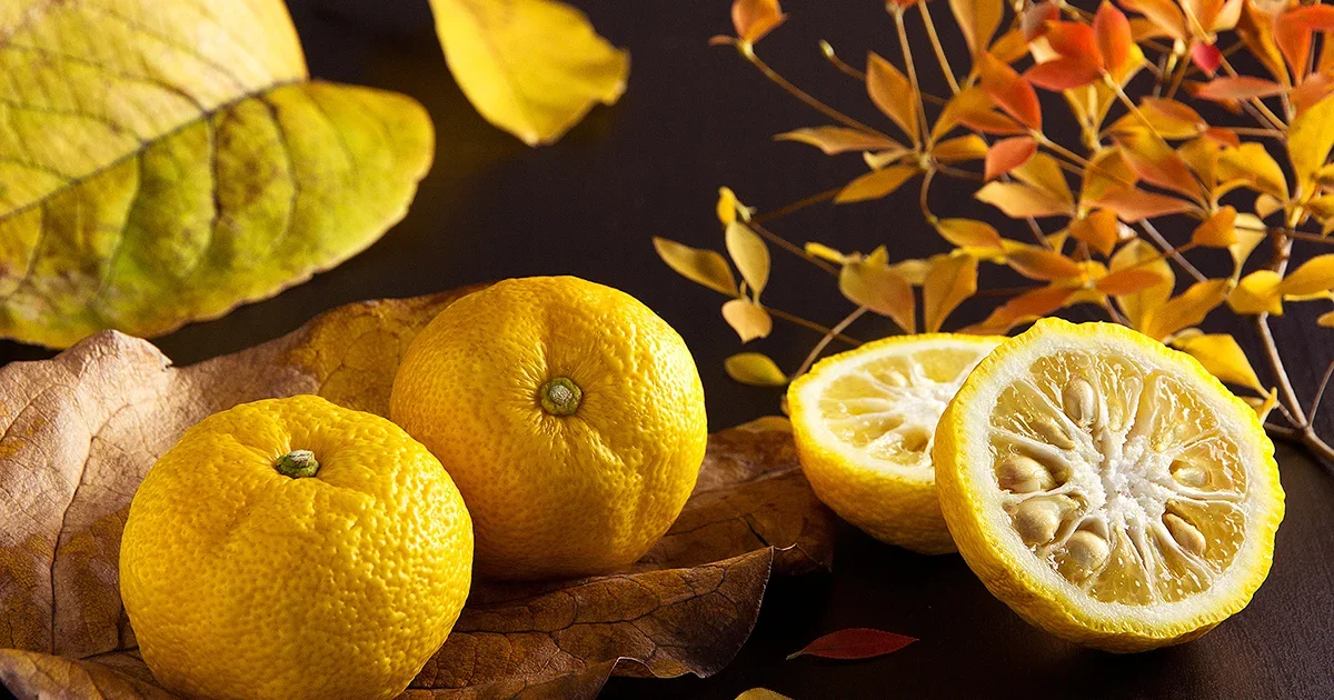 Yuzu jaune sur un agrume rustique