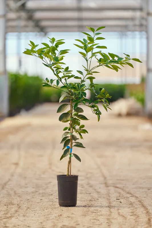 les agrumes rustiques du futur