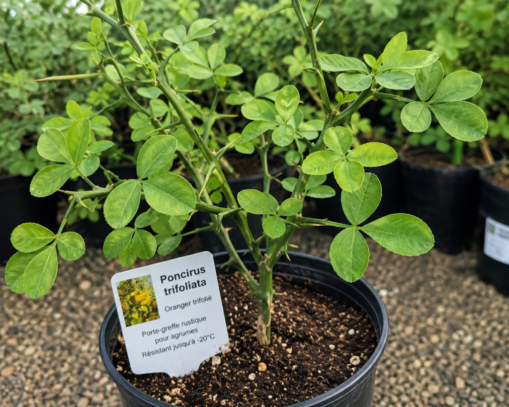 Poncirus trifoliata utilisé comme porte-greffe pour agrumes rustiques