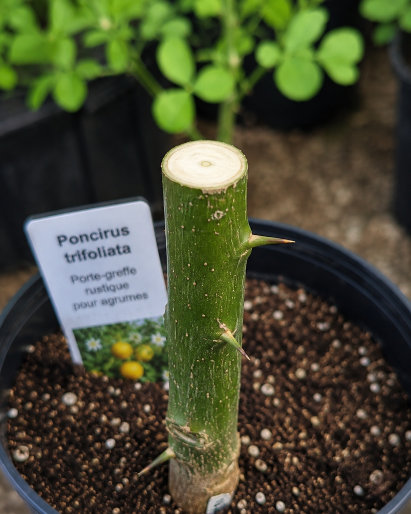 Préparation du porte-greffe Poncirus trifoliata avant greffe en fente