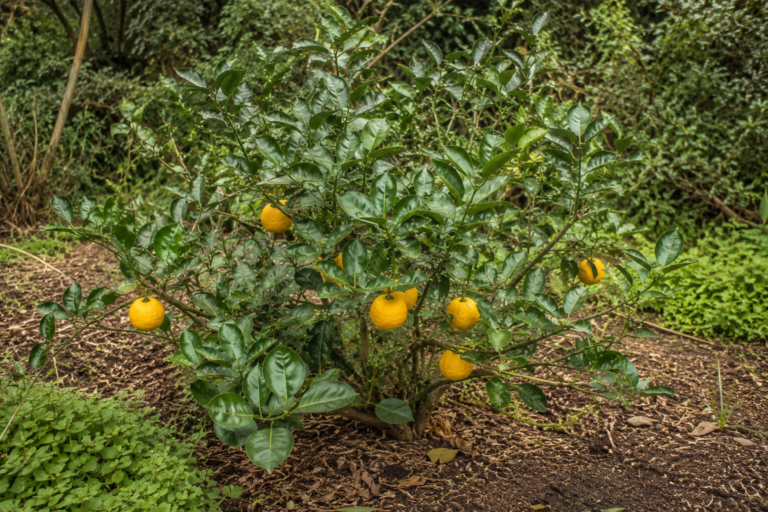 Ichang papeda Citrus ichangensis cultivé en pleine terre