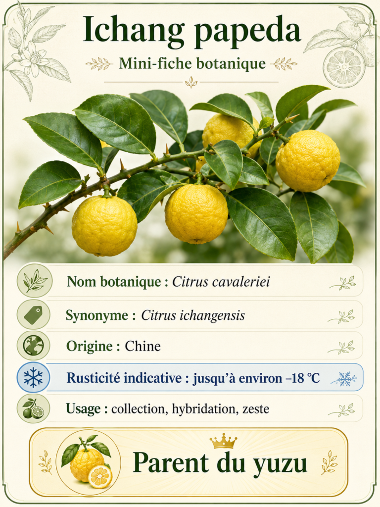 Fiche botanique de l Ichang papeda Citrus cavaleriei