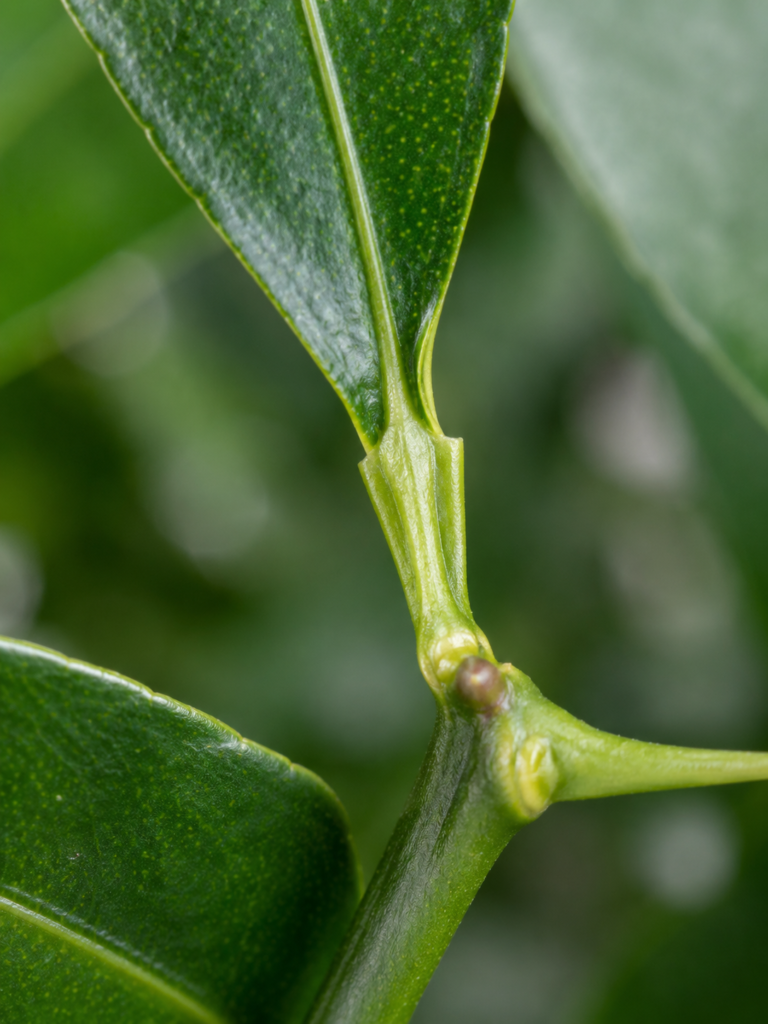 Pétiole ailé de Citrus ichangensis Ichang papeda