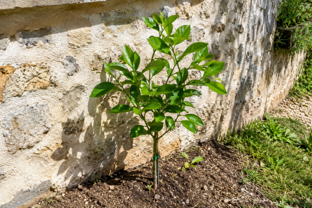 Ichang papeda plante pres d un mur expose sud