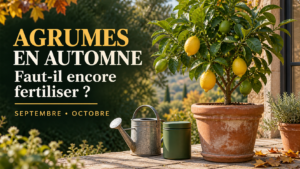 Fertilisation des agrumes en automne : faut-il encore fertiliser en septembre et octobre ? Illustration générée par IA