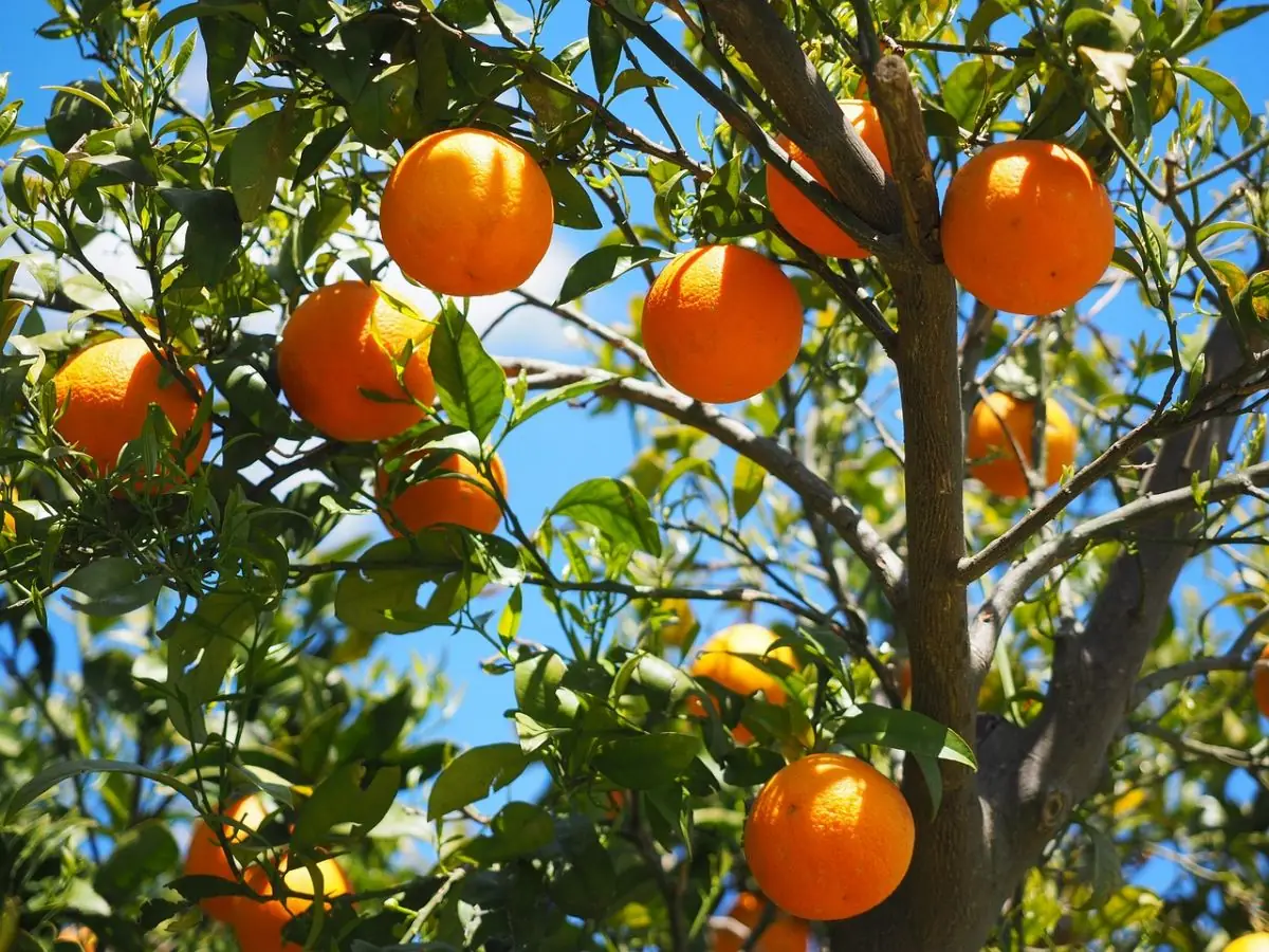 Agrumes rustiques mûrs sur un arbre