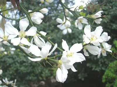 Poncirus trifoliata rustique